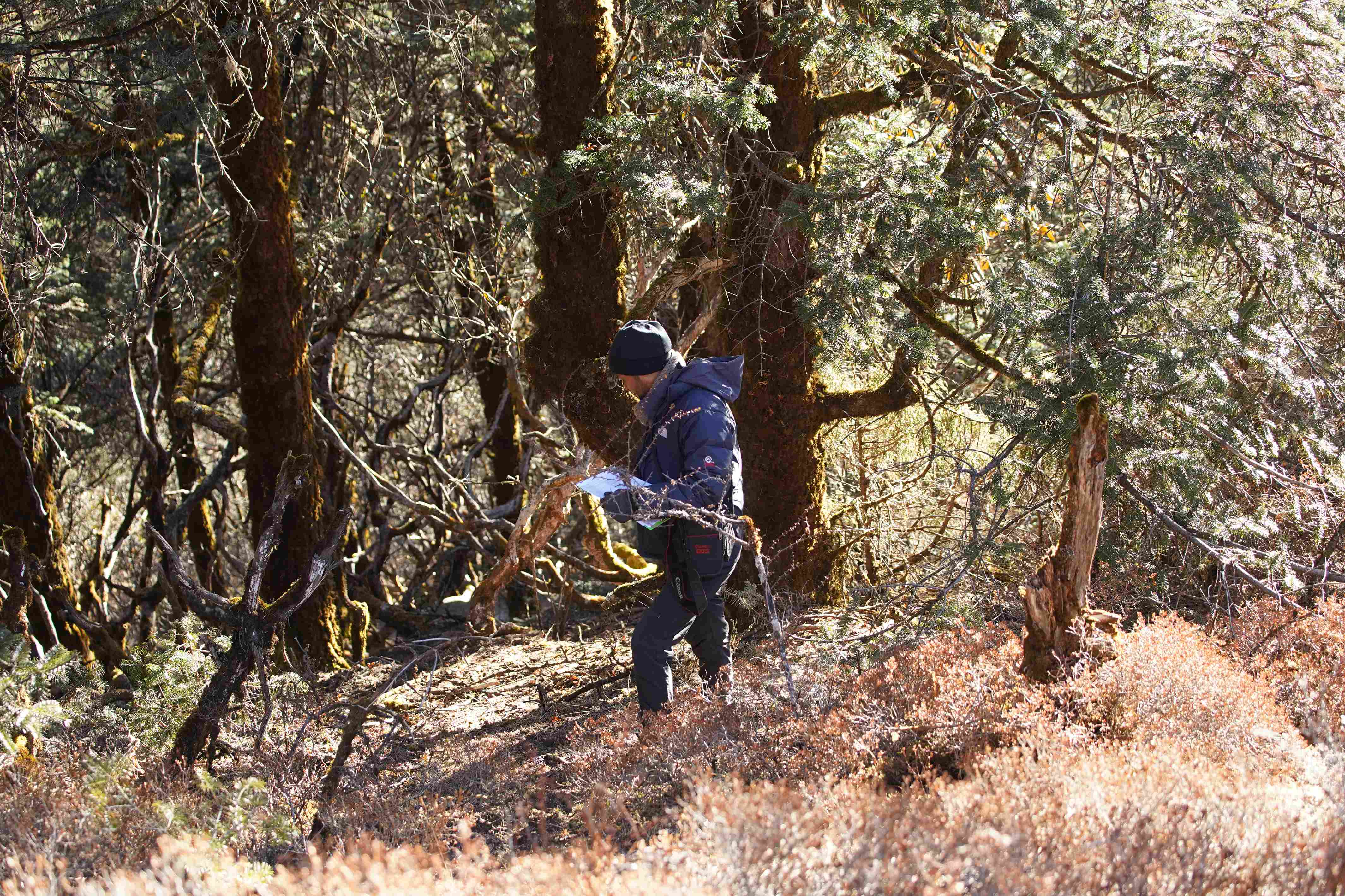 Photo showing a wooded area, with a row of trees in the background and shrubbery in the foreground. A person walks across, holding paper and looking at tree branches. The person wears a padded coat, long trousers, scarf, and hat.