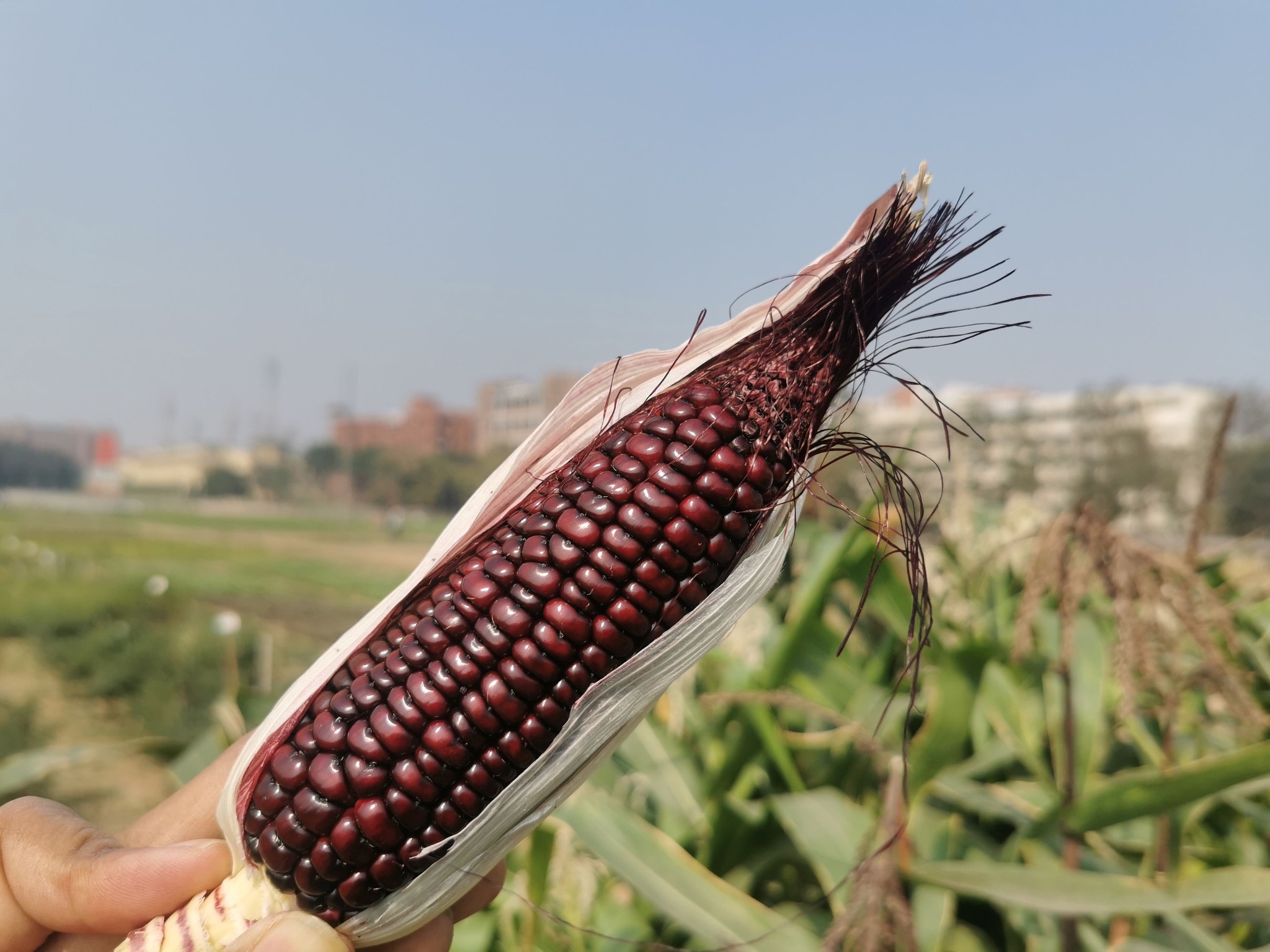 A photo showing a person's hand in the bottom left of the image, holding an ear of maize. The maize is dark brown. The maize ear is in focus, and the background of the image all less in focus. The background shows a maize field and buildings.