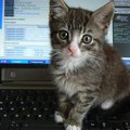 article thumbnail image